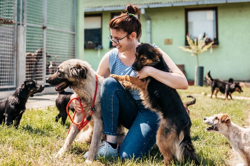 6 Easy Crafts You Can Make To Help Your Local Animal Shelter
