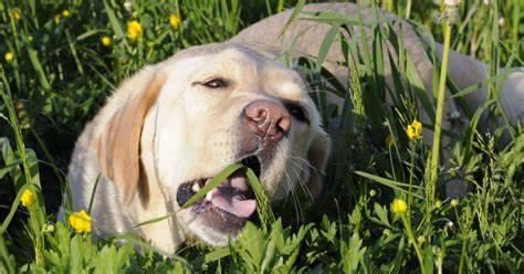 7 Reasons Why Dogs Eat Grass: Causes and Prevention