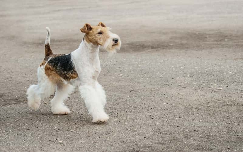 14-fascinating-facts-about-fox-terrier-dog-breeds-1
