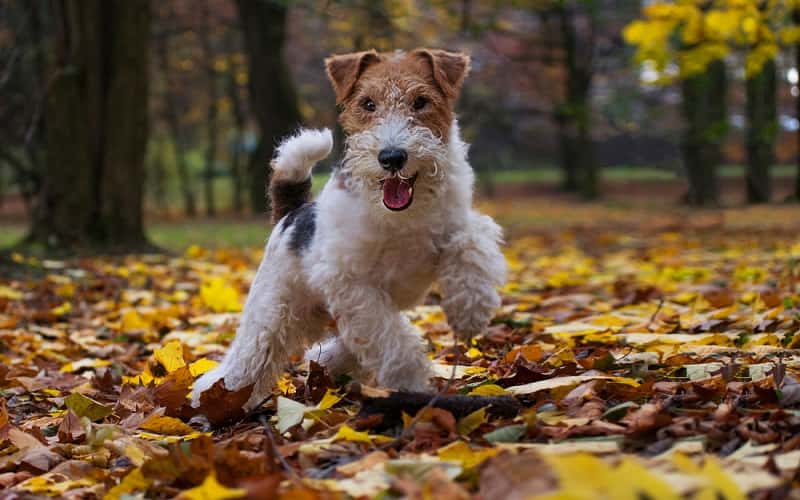 14-fascinating-facts-about-fox-terrier-dog-breeds-3