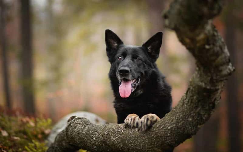 black-german-shepherd-dog-14-facts-1