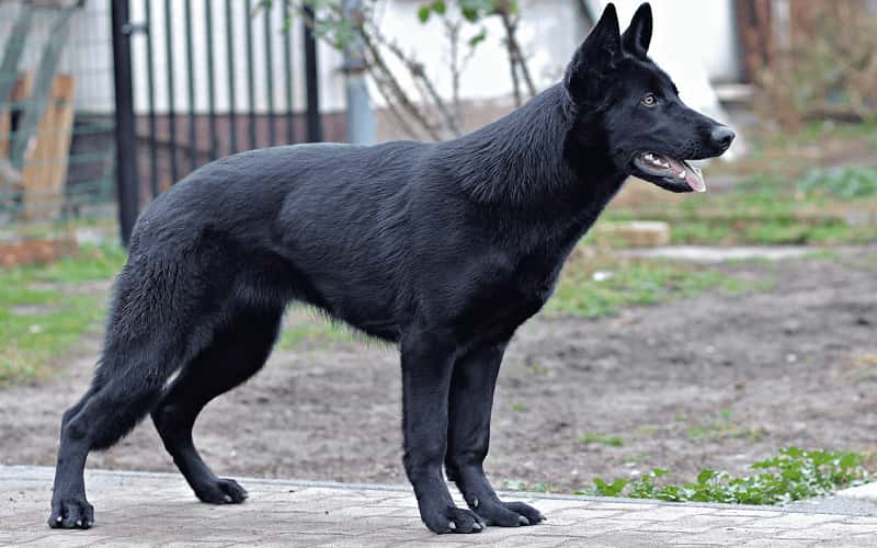 black-german-shepherd-dog-14-facts-2