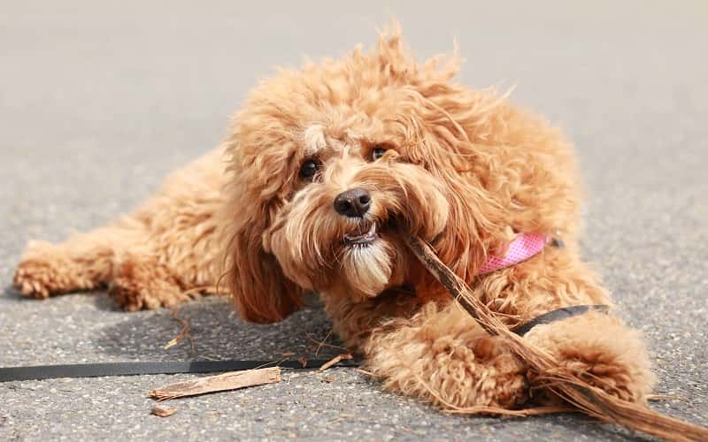 cavoodle-dog-breeds-characteristics-14-facts-1