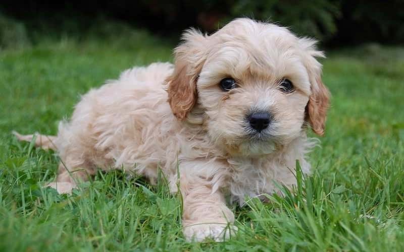 cavoodle-dog-breeds-characteristics-14-facts-2