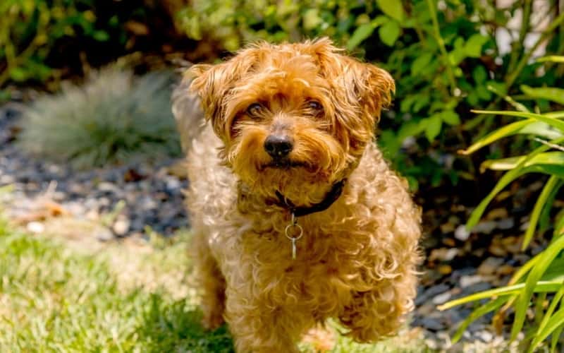 discovering-yorkie-poo-dog-breeds-14-facts-1