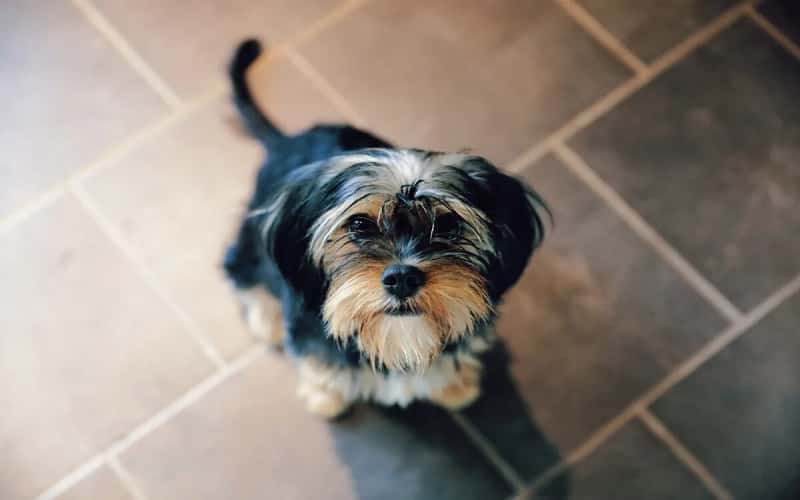 discovering-yorkie-poo-dog-breeds-14-facts