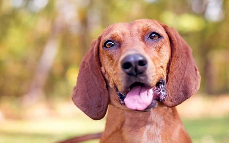 faq-redbone-coonhound-dog-breeds-1