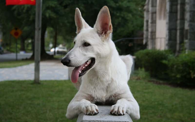 faq-white-german-shepherds-dog-breeds-1