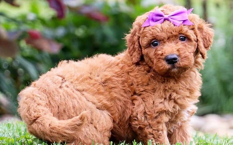mini-goldendoodle-dog-15-things-you-should-know-3