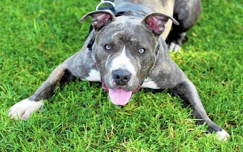 pit-bull-dog-breeds-20-facts-should-you-know-1