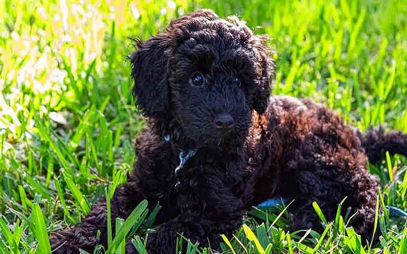 schnoodle-dog-breeds-14-facts-you-need-to-know-1