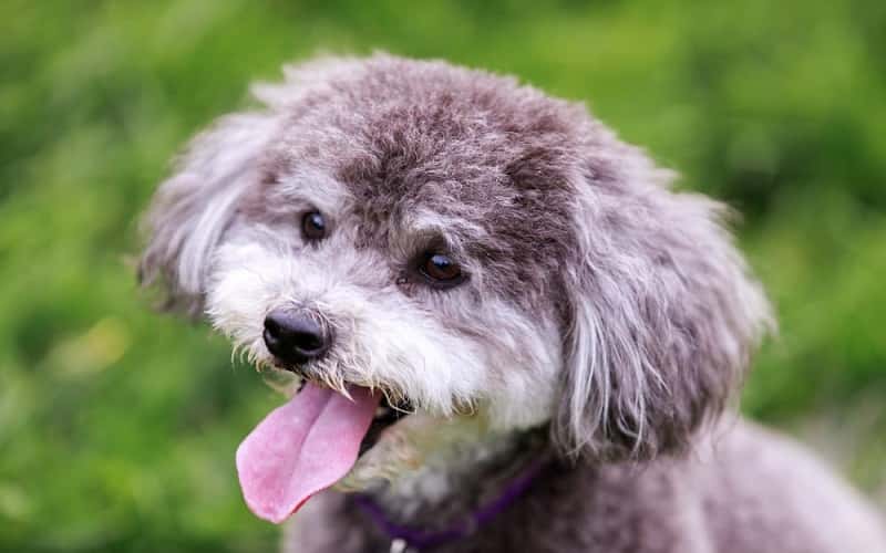 schnoodle-dog-breeds-14-facts-you-need-to-know-2