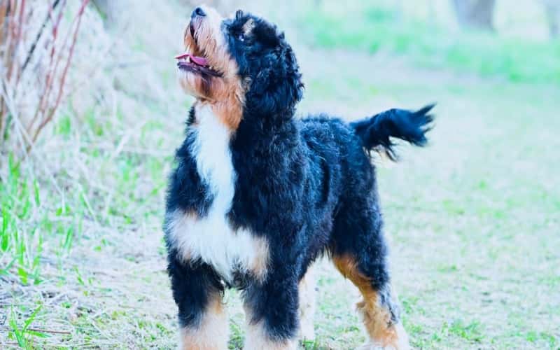 top-20-facts-about-bernedoodle-dog-breeds-1