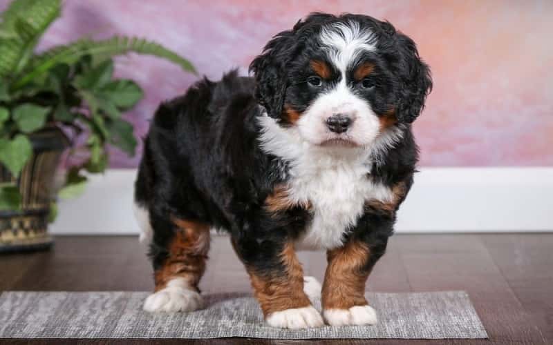 top-20-facts-about-bernedoodle-dog-breeds