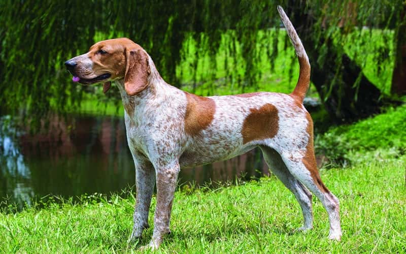all-about-american-english-coonhound-7-facts-2