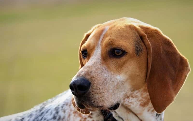 all-about-american-english-coonhound-7-facts