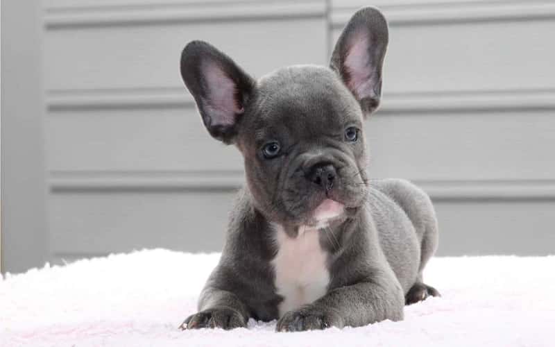 blue-french-bulldog-6-facts-you-need-to-know-2
