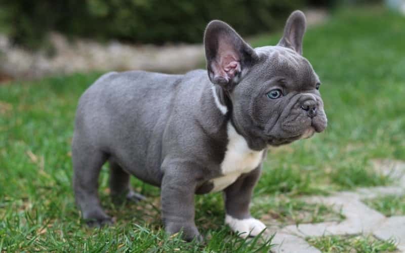 blue-french-bulldog-6-facts-you-need-to-know