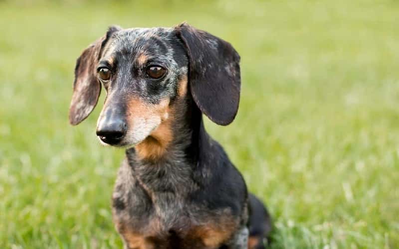 dapple-dachshund-overview-7-things-you-should-know-1