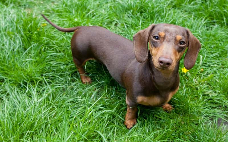 dapple-dachshund-overview-7-things-you-should-know-2