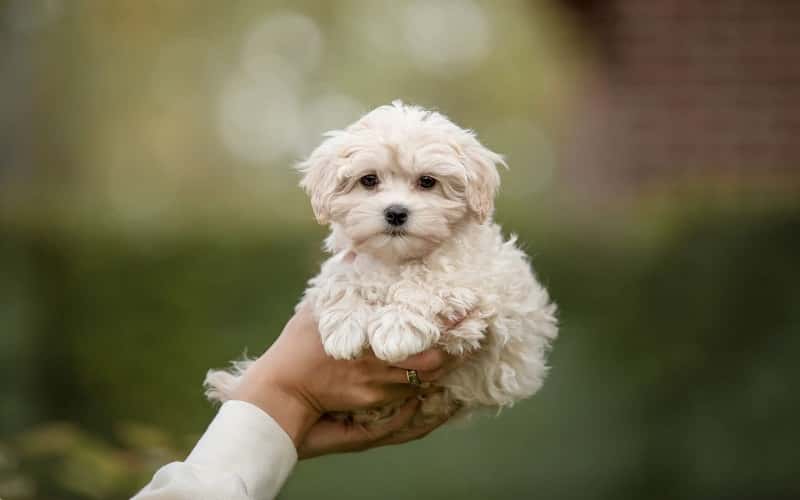 maltese-poodle-overview-7-fascinating-facts-2