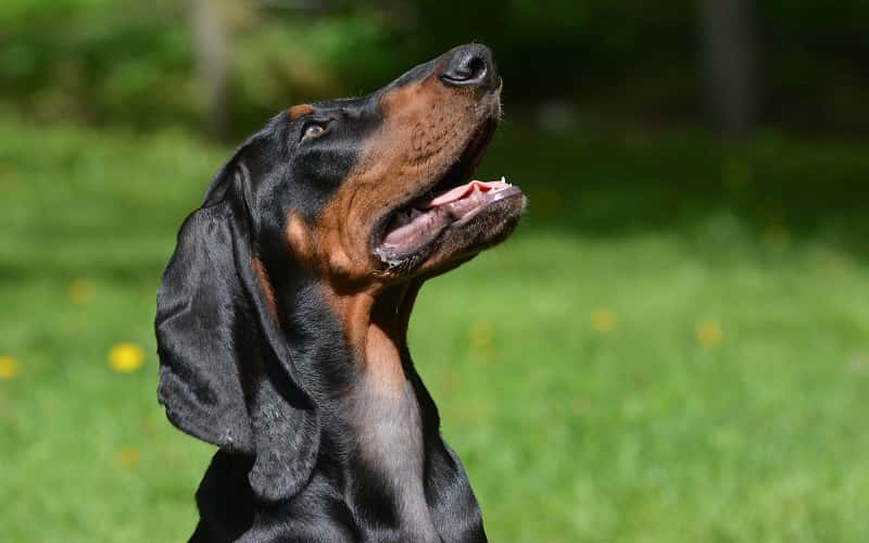 overview-black-and-tan-coonhound-dog-6-facts-1