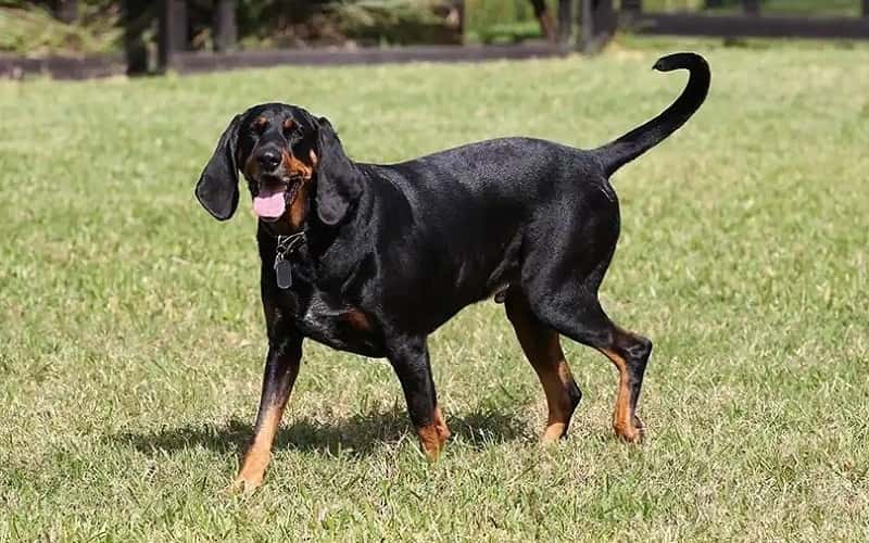 overview-black-and-tan-coonhound-dog-6-facts