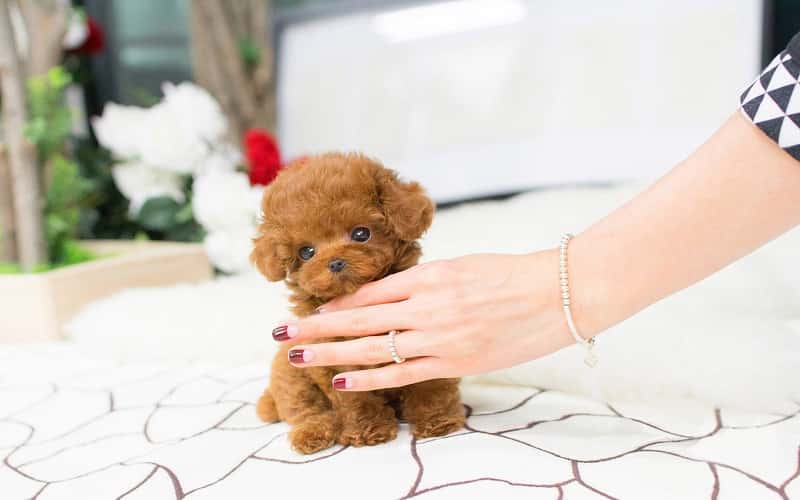teacup-poodle-overview-top-6-facts-1