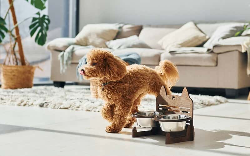 teacup-poodle-overview-top-6-facts