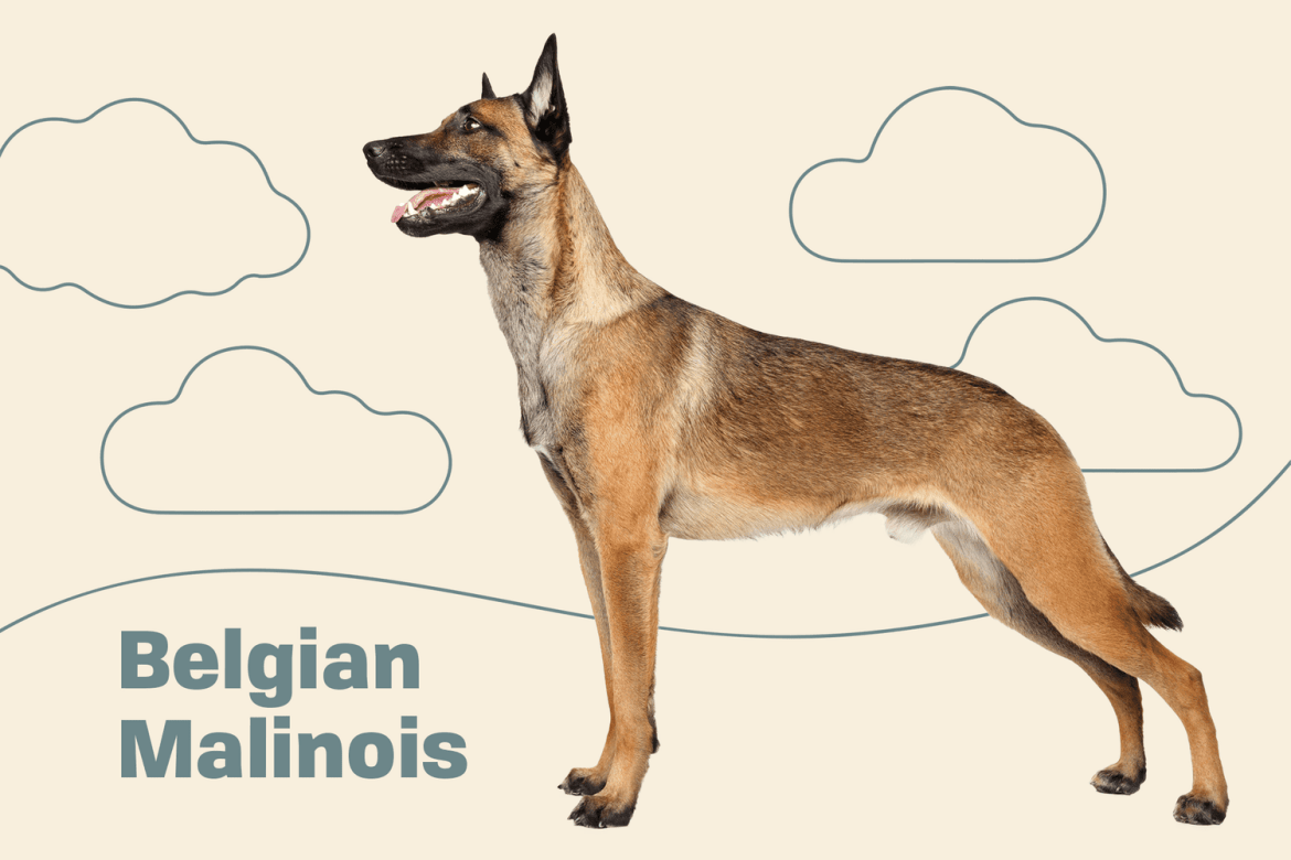 Belgian Malinois Dog Breeds