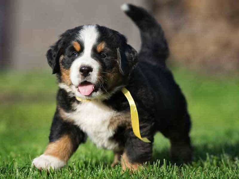 How to Buy or Adopt a Bernese Mountain Puppy
