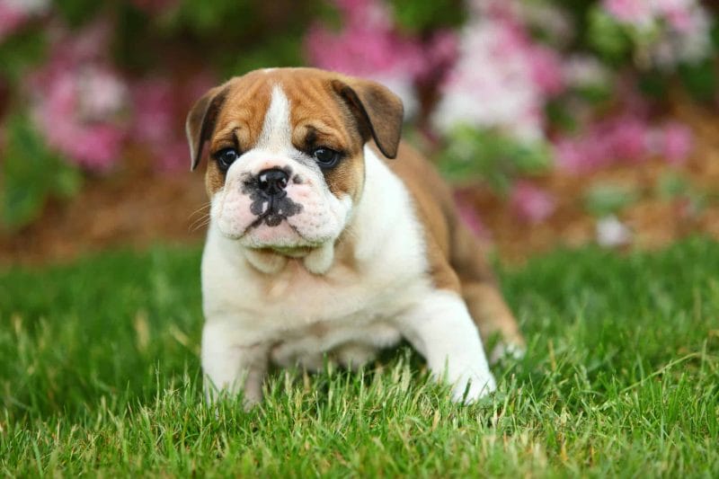 Nurturing the Charm: A Guide to English Bulldog Puppies