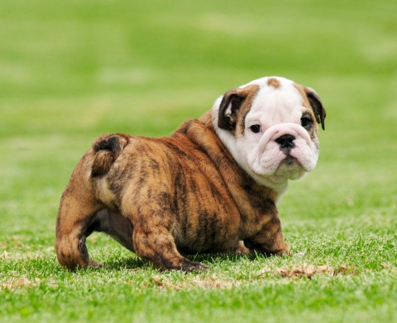 How to Buy or Adopt an English Bulldog Puppy