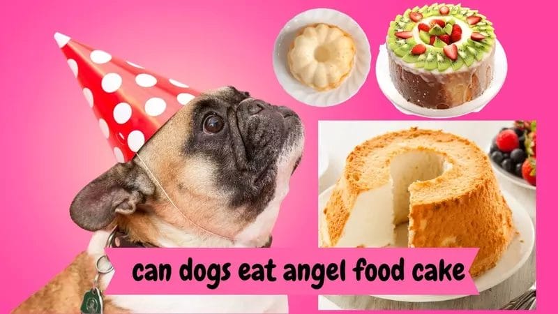 Can Dogs Eat Angel Food Cake? A Comprehensive Guide