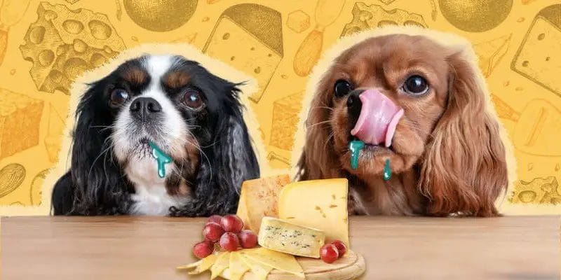 Can Dogs Eat Babybel Cheese? A Comprehensive Analysis