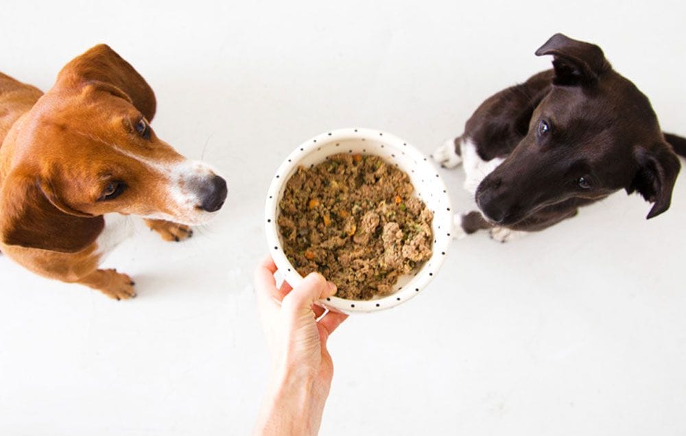 Can Dogs Eat Wheat Germ?