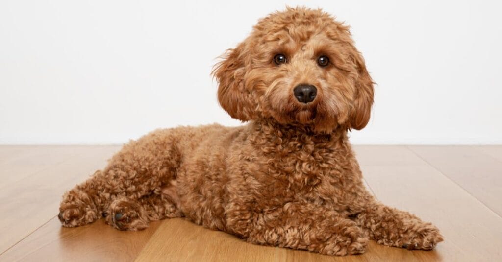 How to Buy/Adopt a Cavapoo