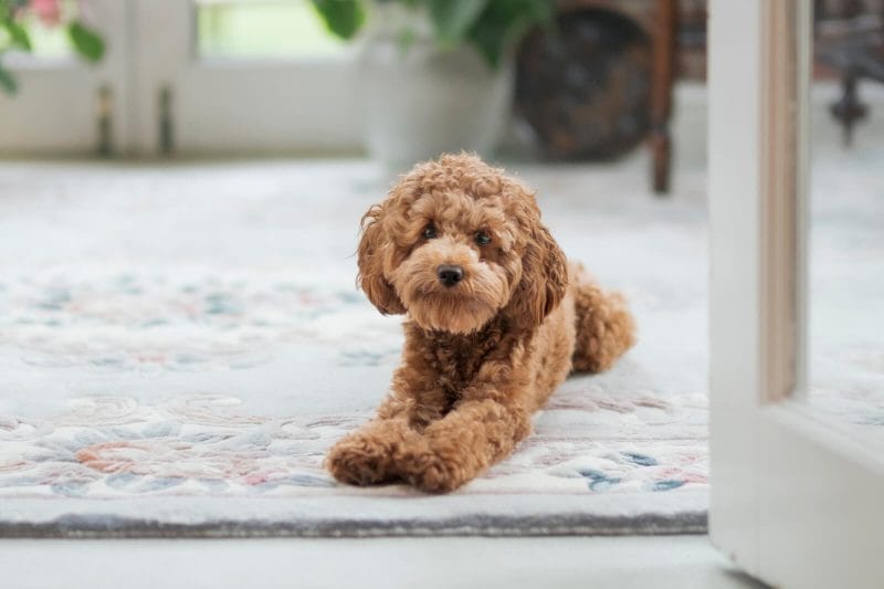 How to Take Care of a Cavapoo