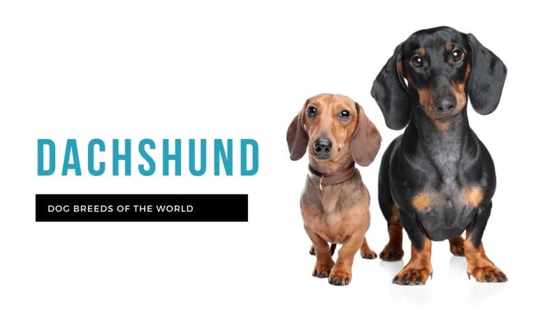 Dachshund Dog Breeds: Temperament, Lifespan, Grooming, Great Care Advice & Training