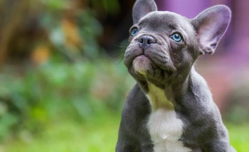 How to Buy or Adopt a French Bulldog Puppy