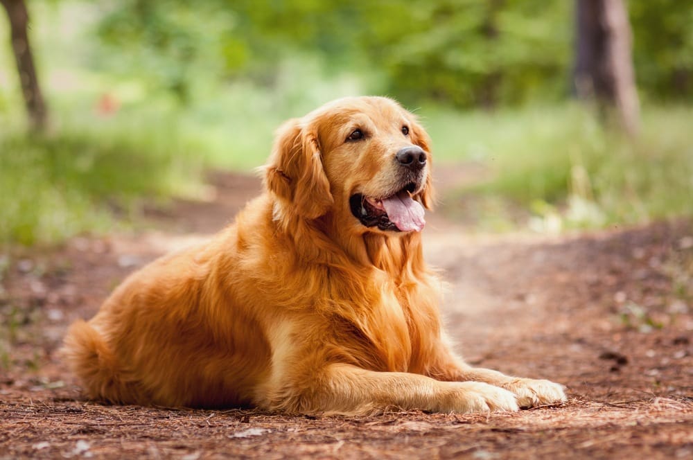 Golden Retriever Dog Breed - The Truth and Traits