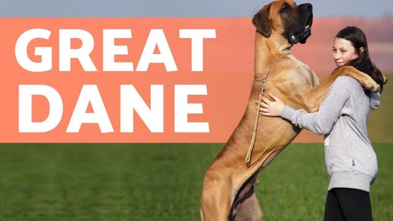 Great Dane Dog Breeds: Personality Traits, Temperament, Lifespan, & Caution