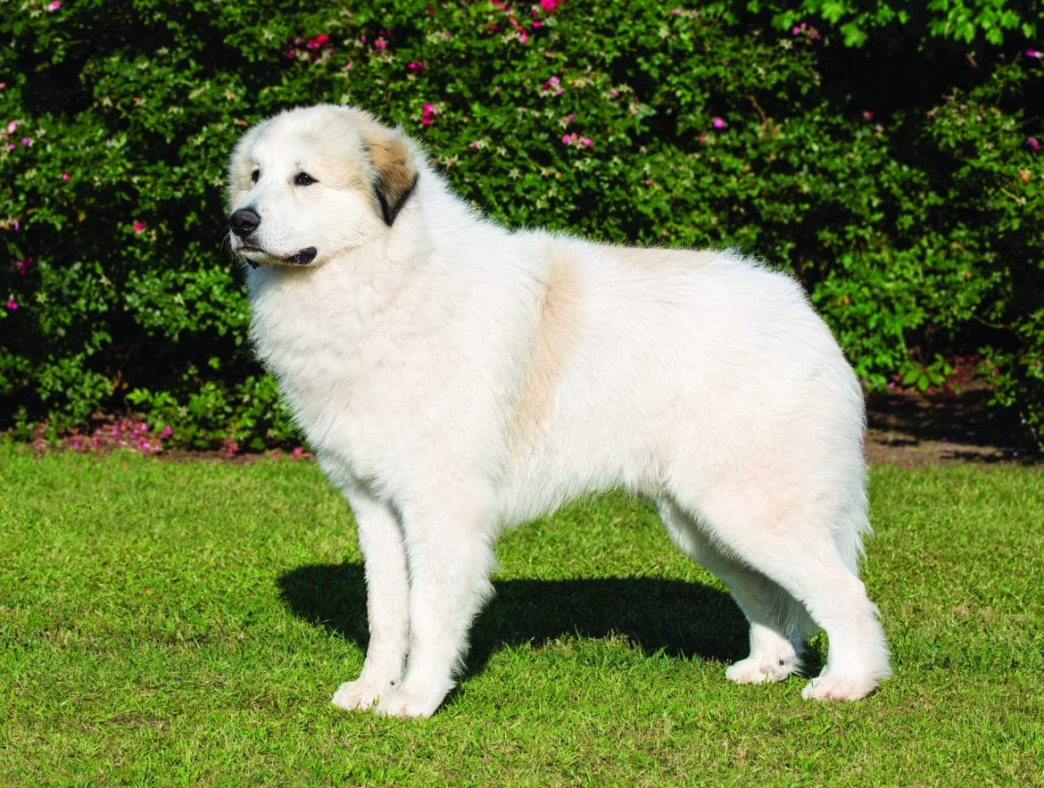 Great Pyrenees Dog Breeds