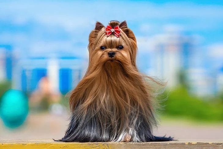 Unveiling the Allure of Yorkie Dog Breeds: A Comprehensive Guide