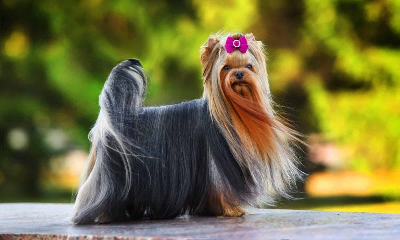 Unveiling the Allure of Yorkie Dog Breeds: A Comprehensive Guide