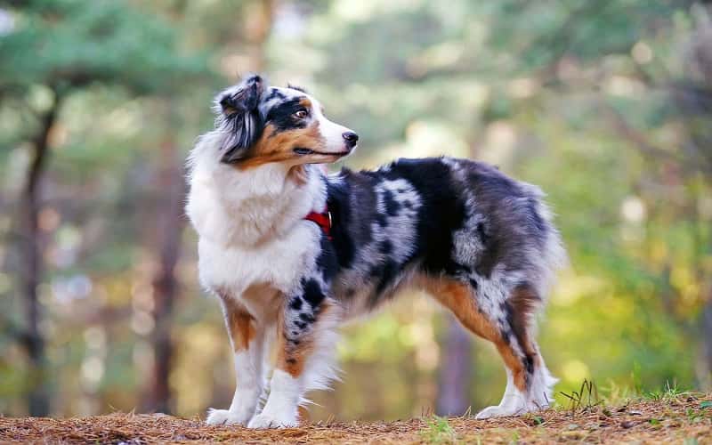 all-about-australian-shepherds-7-facts-2