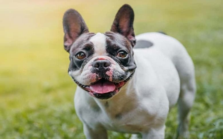 all-about-french-bulldog-top-7-facts-1