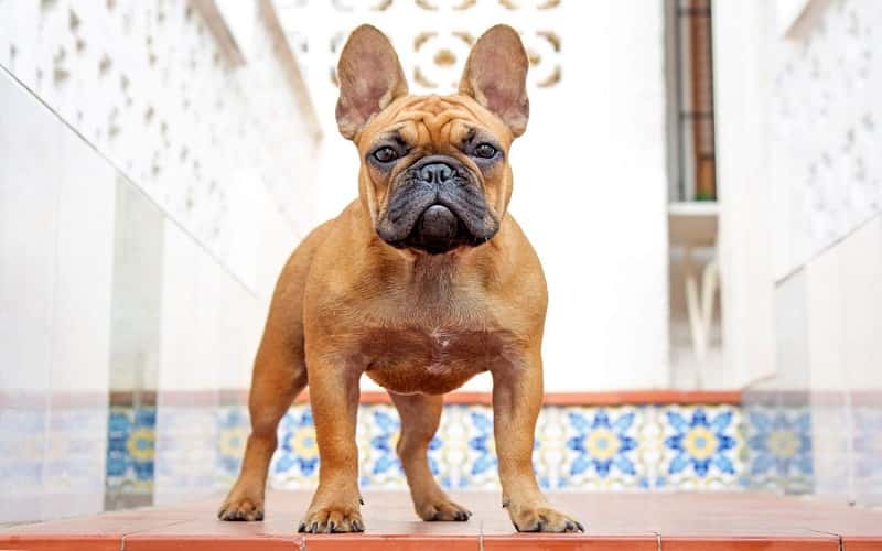 all-about-french-bulldog-top-7-facts