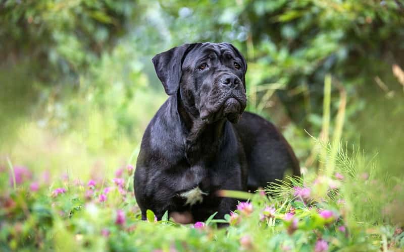 cane-corso-overview-6-facts-you-need-to-know-1