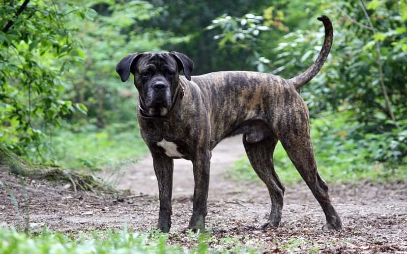 cane-corso-overview-6-facts-you-need-to-know